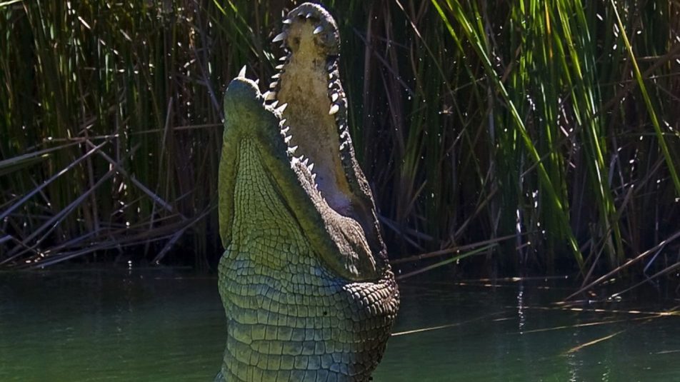 krokodil.nagy