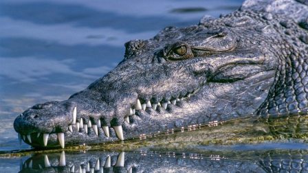 Először mutatták ki a szűznemzést krokodilnál egy Costa Rica-i állatkertben