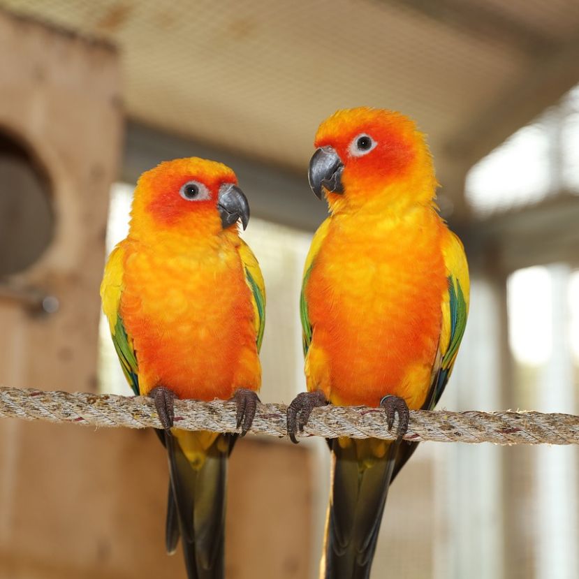 Papagájok világnapja az Állatkertben