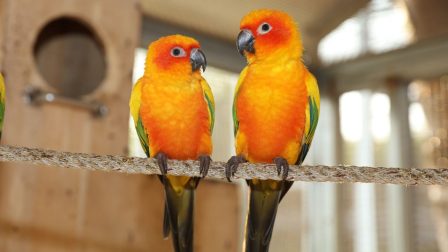 Papagájok világnapja az Állatkertben