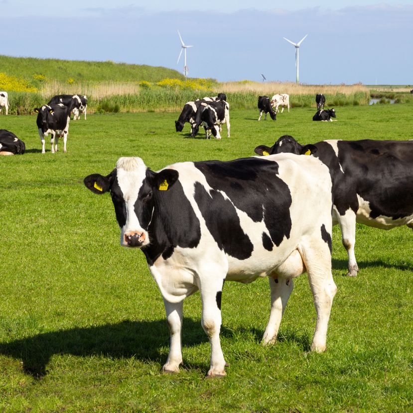 A francia gazdák szerint a kevesebb tehén nem megoldás a kibocsátáscsökkentésre