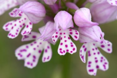 Magyarországon is élnek orchideák – Itt sok képet is láthatsz róluk!