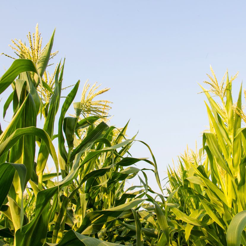 Elveszve a kukoricásban: útvesztő játék a táblában