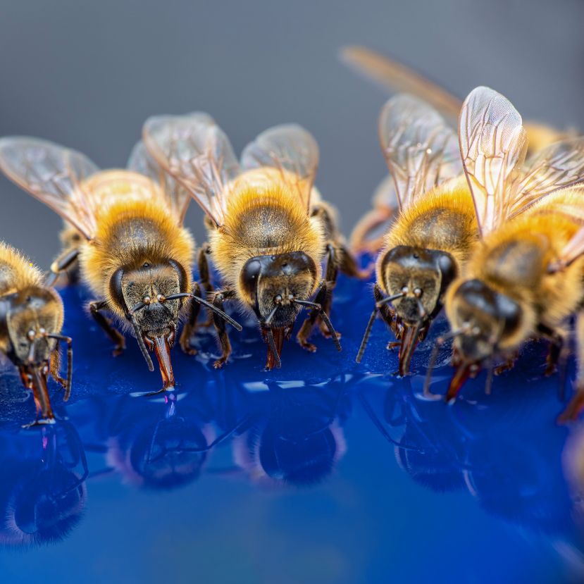 Rovaritató méhek, lepkék és más hasznos beporzók számára