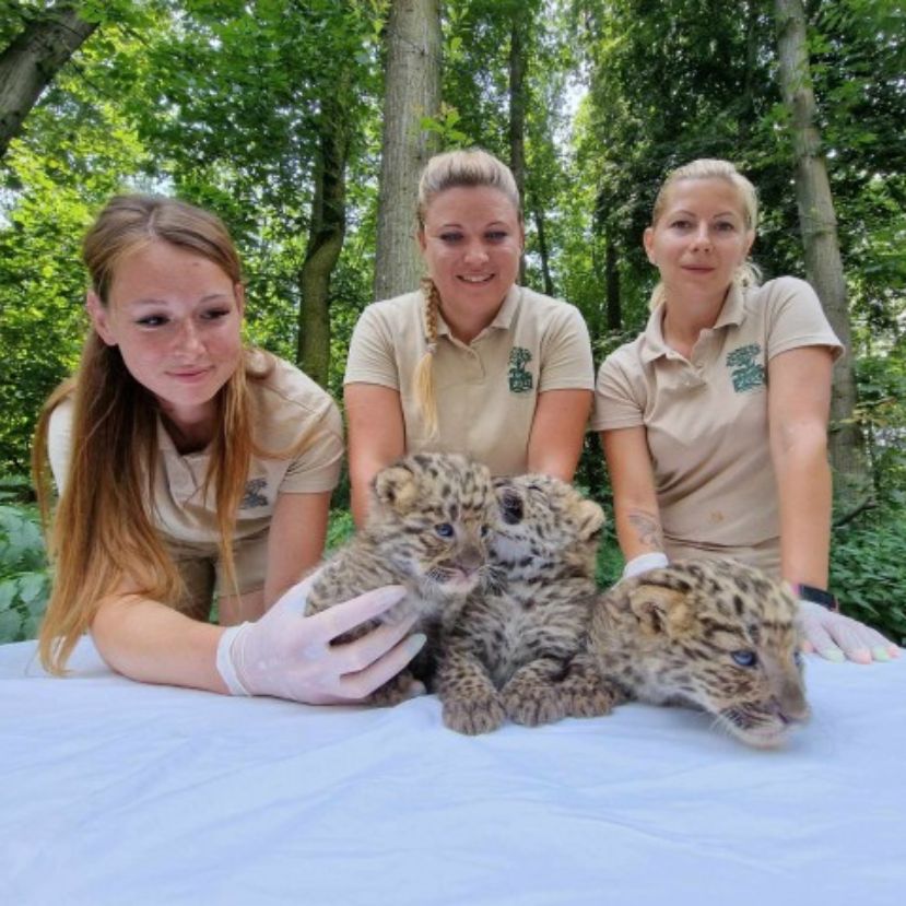 Leopárd hármasikrek születtek a Nyíregyházi Állatparkban