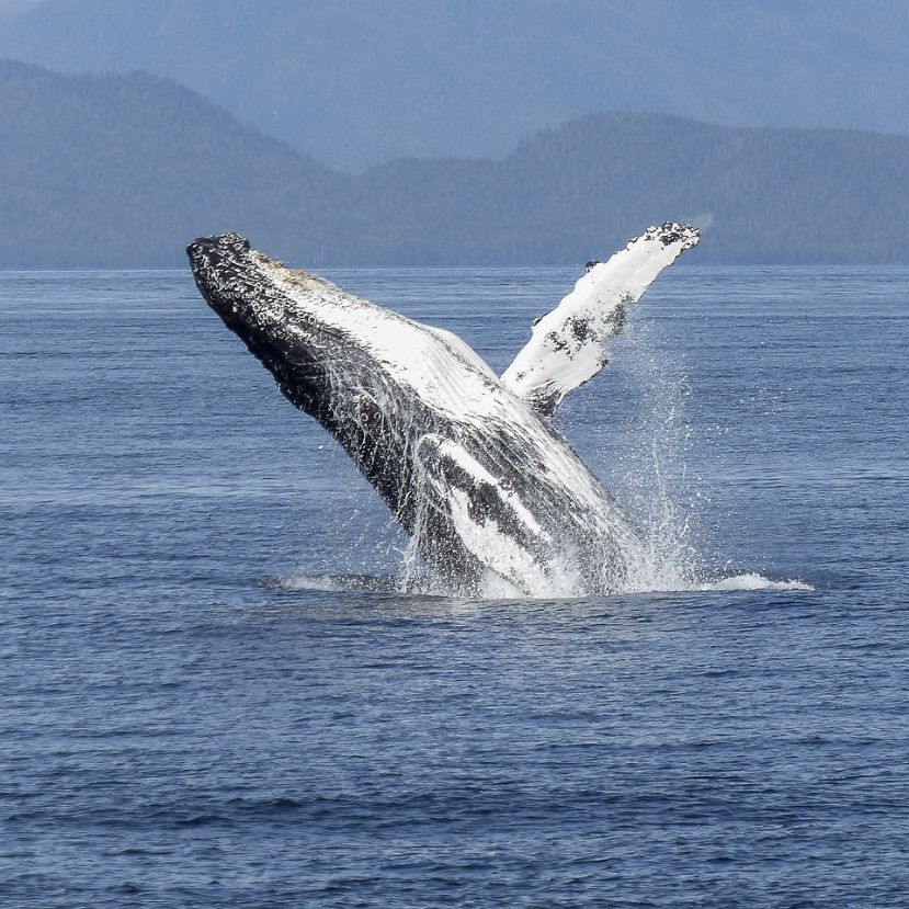 Emberekhez fordul, hogy megszabaduljon parazitáitól a szürke bálna