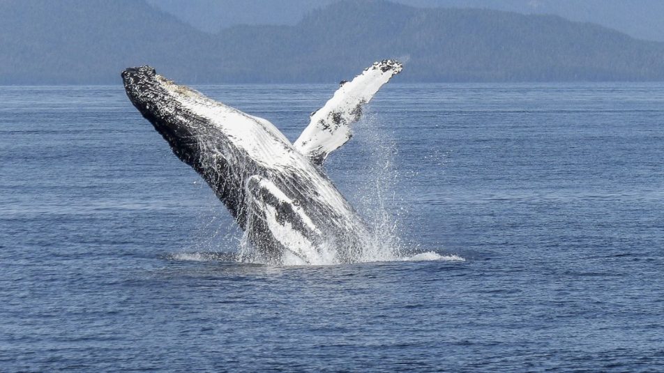 Emberekhez fordul, hogy megszabaduljon parazitáitól a szürke bálna