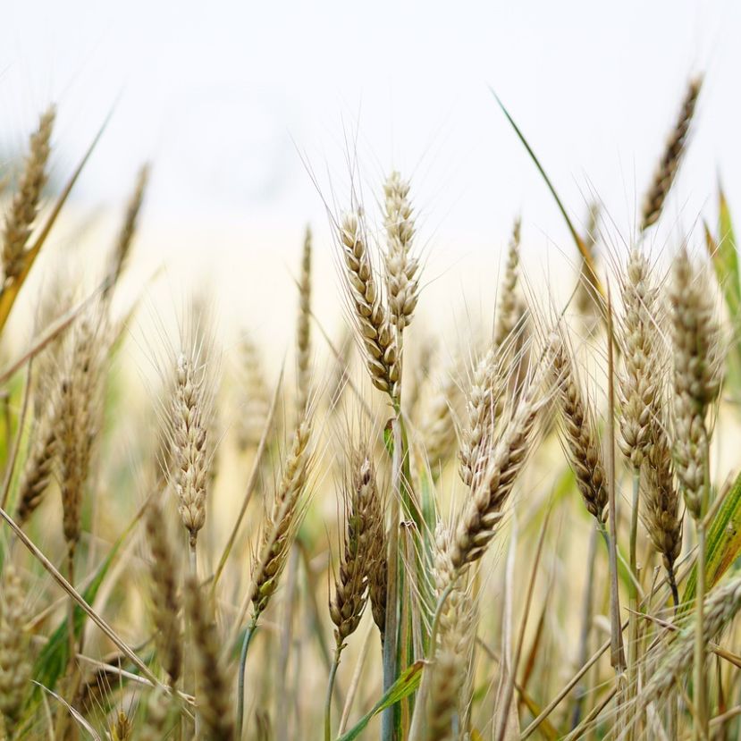 Élelmiszerbiztonságunk is függ az új GMO szabályozástól 