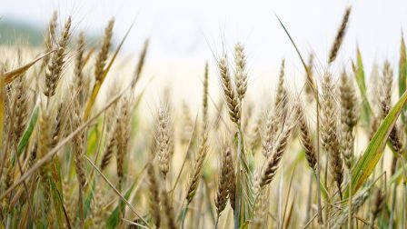 Élelmiszerbiztonságunk is függ az új GMO szabályozástól 