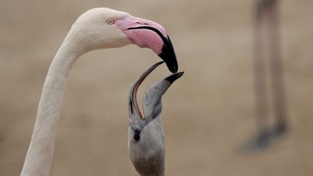 Egymás után kelnek ki a flamingófiókák a budapesti állatkertben