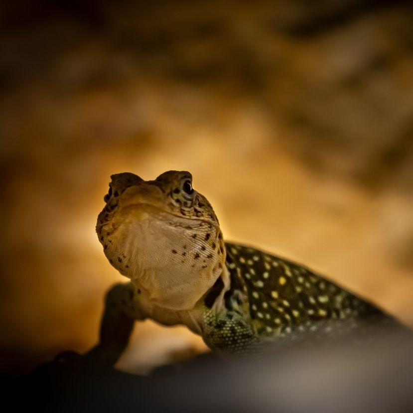 Ritka barlangi gekkók érkeztek a debreceni állatkertbe