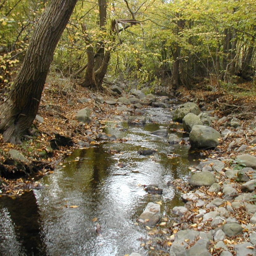 Az erdők és a víz kapcsolatát vizsgálják a Soproni Egyetem kutatói