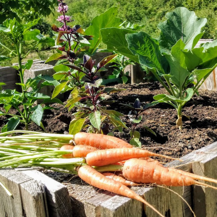 Konyhakert nyár derekán – Ezeket a zöldségeket ültetheted most!