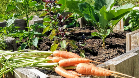 Konyhakert nyár derekán: ezeket a zöldségeket ültetheted most!