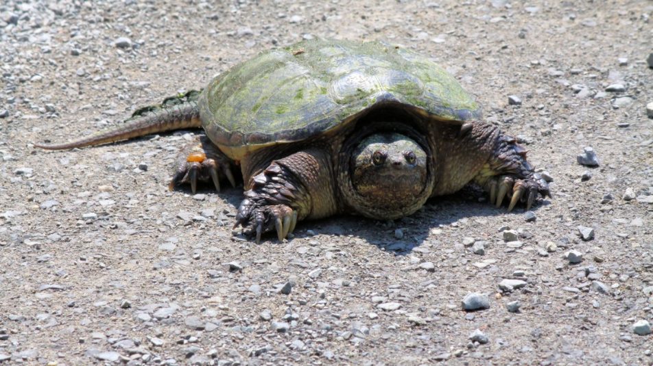 Aligátorteknőst találtak a Balatonnál