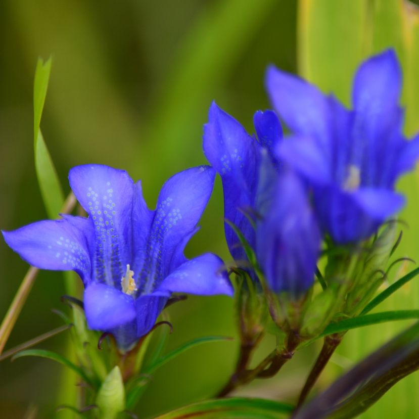 Csodaszép virágok virítanak a Bükki Nemzeti Parkban