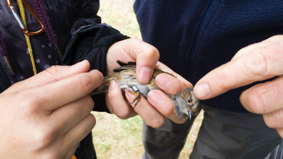 Madárgyűrűző akciót tartanak a budapesti Naplás-tónál