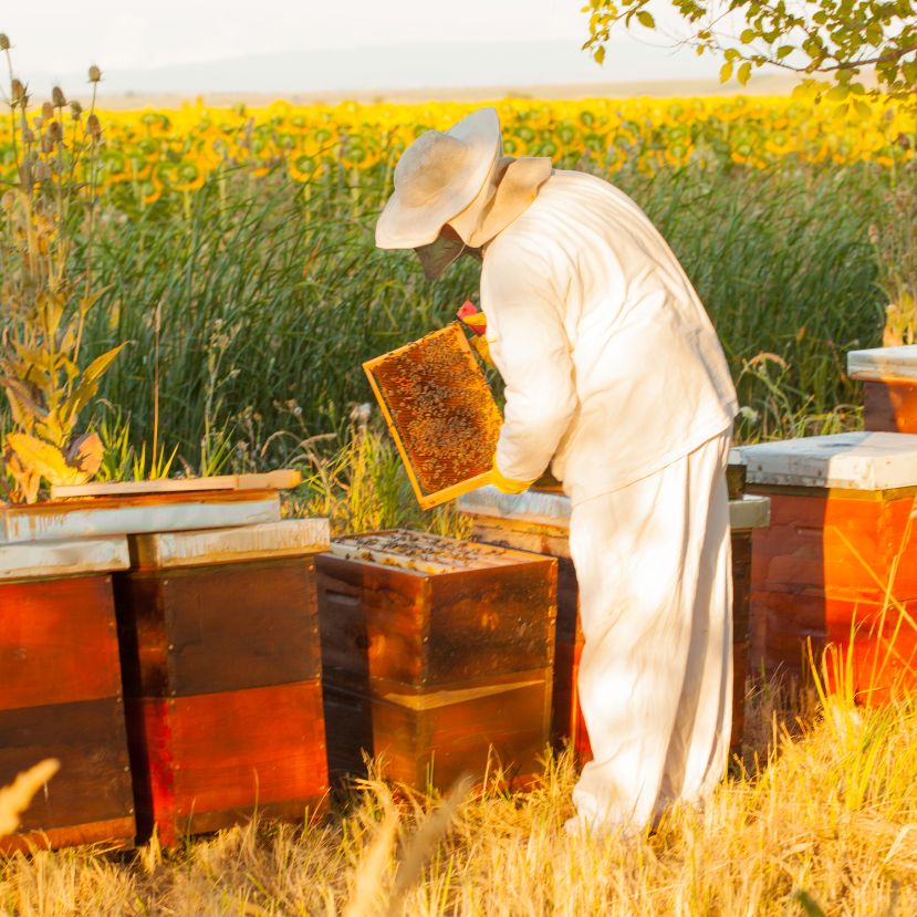 Sorra adják fel a méhészek