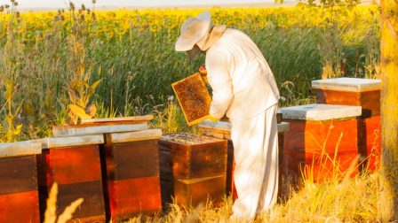 Sorra adják fel a méhészek
