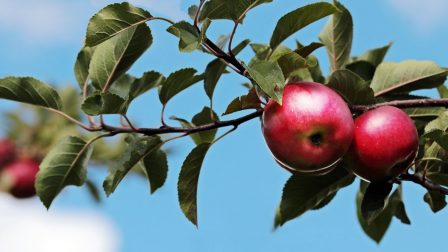 Étkezési alma szakmai nap Berkenyén