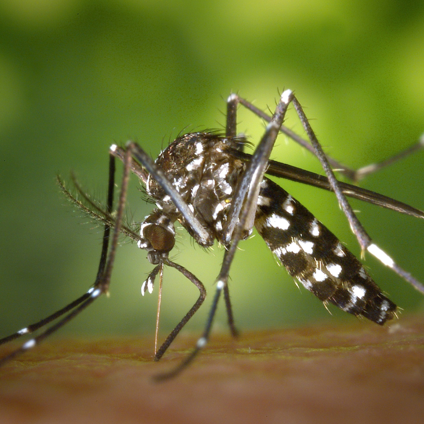 A lakosság önmagának tenyészti a szúnyogokat?