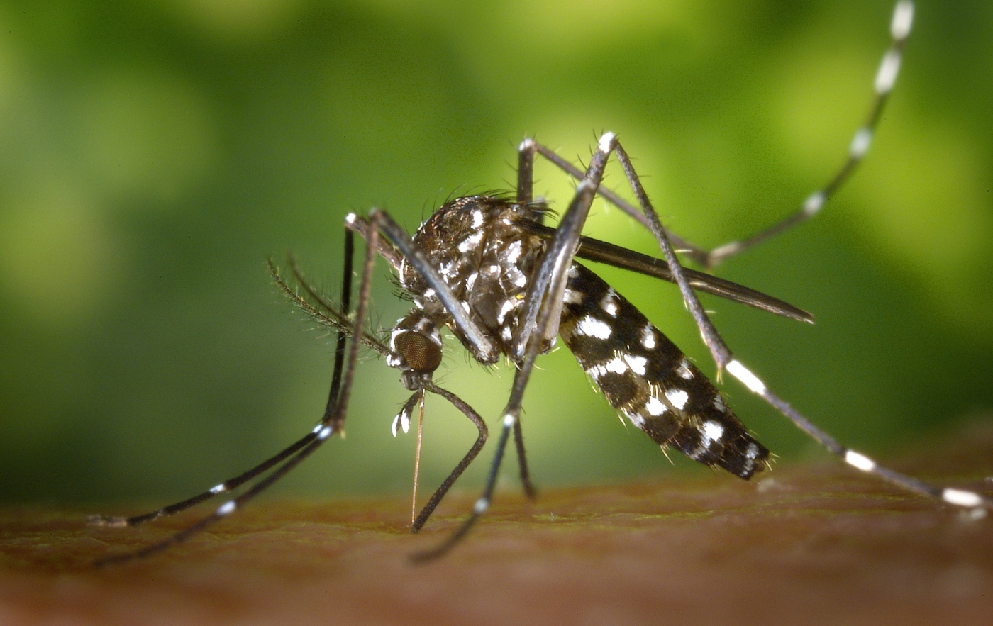 A lakosság önmagának tenyészti a szúnyogokat?