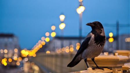 „Amikor a madarakért aggódom, az emberekért aggódom!” – Podcast