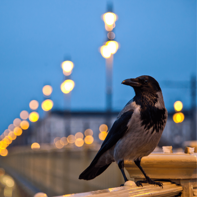 „Amikor a madarakért aggódom, az emberekért aggódom!” – Podcast