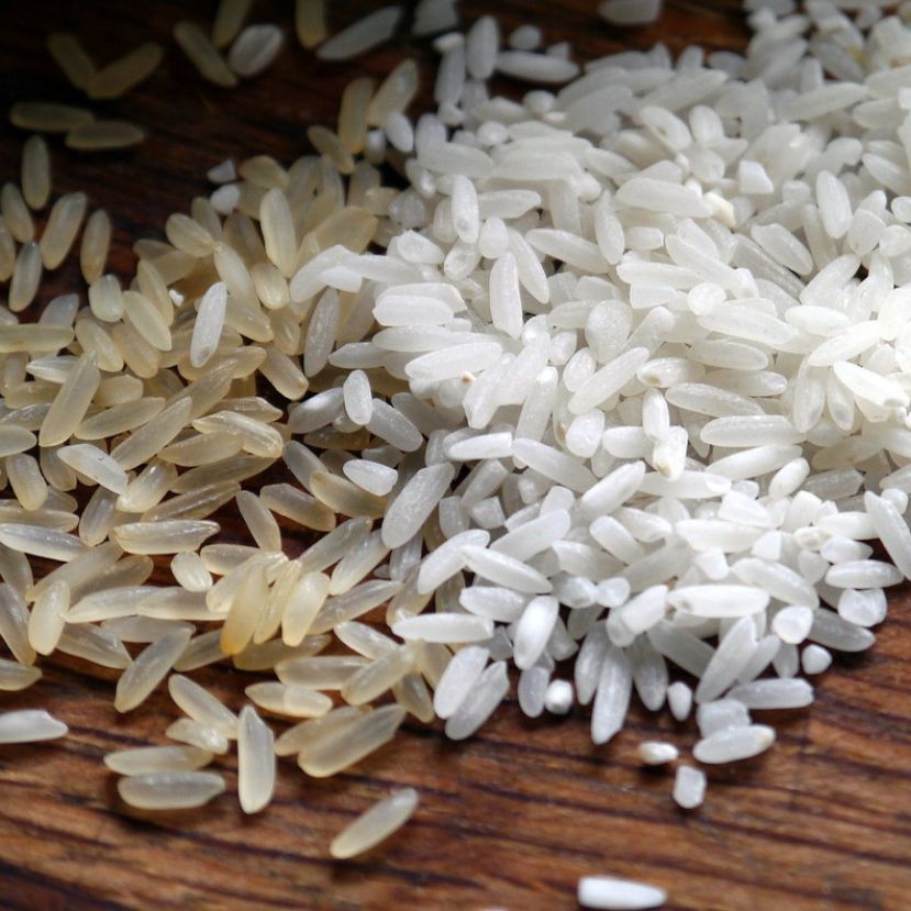 Alacsony vízigényű rizsfajtákat állítottak elő a MATE szakemberei