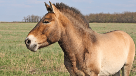Equus ferus przewalskii(1)