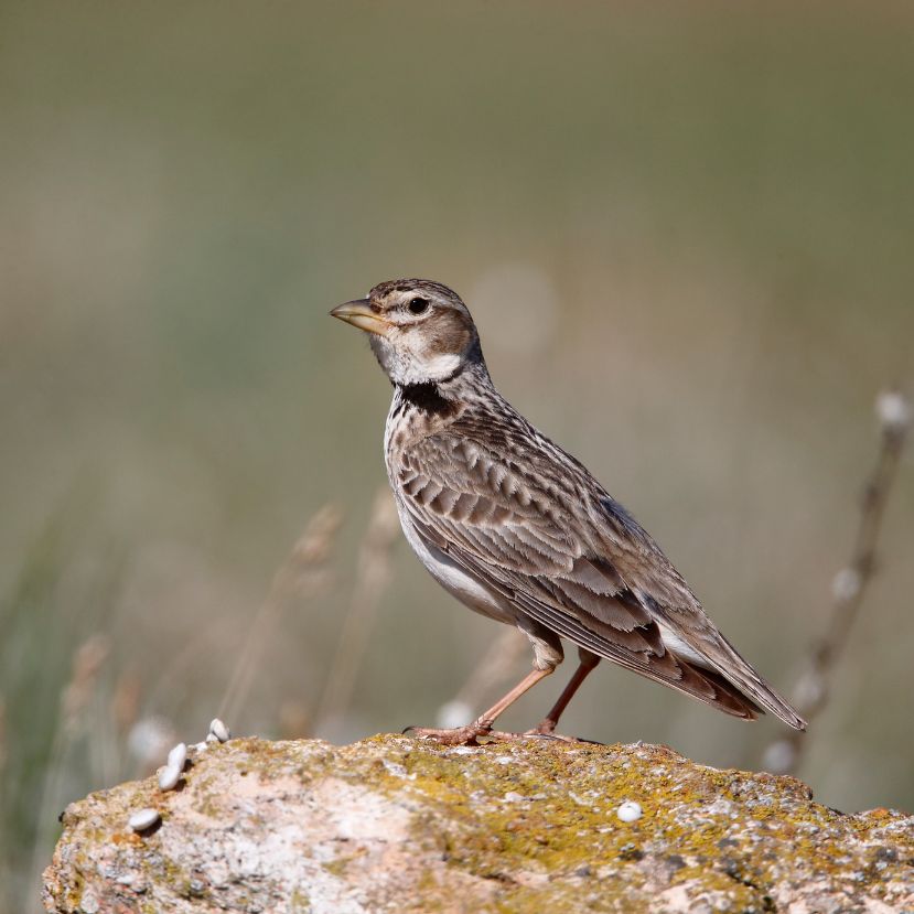 Különleges nevű, ritka madárfaj tűnt fel a Dél-Alföldön