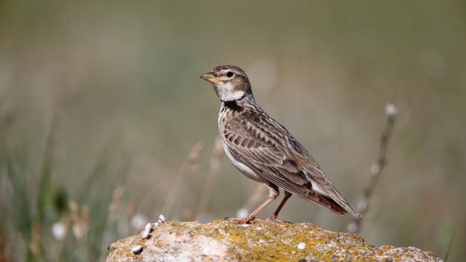 Különleges nevű, ritka madárfaj tűnt fel a Dél-Alföldön