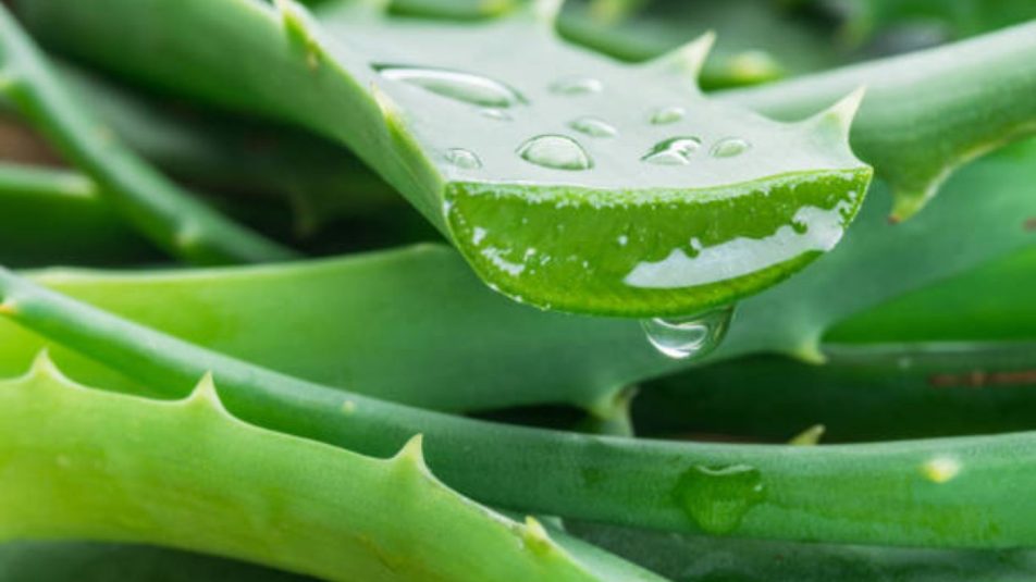 aloe vera.nagy