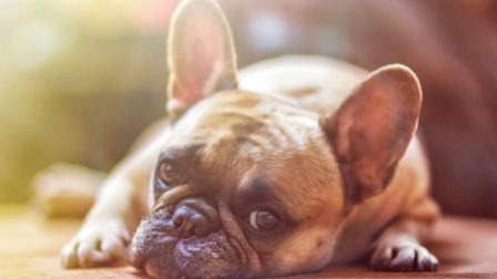 A rövid orrú kutyák hajlamosabbak emberi segítséget kérni