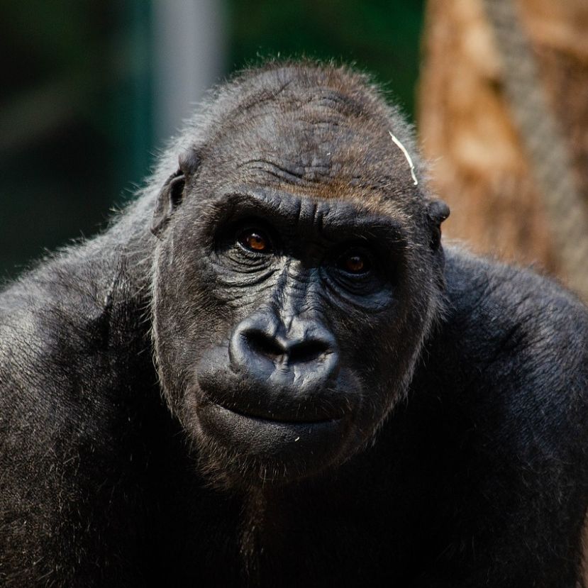 Őssejtterápiával kezelték a budapesti állatkert idős gorilláját