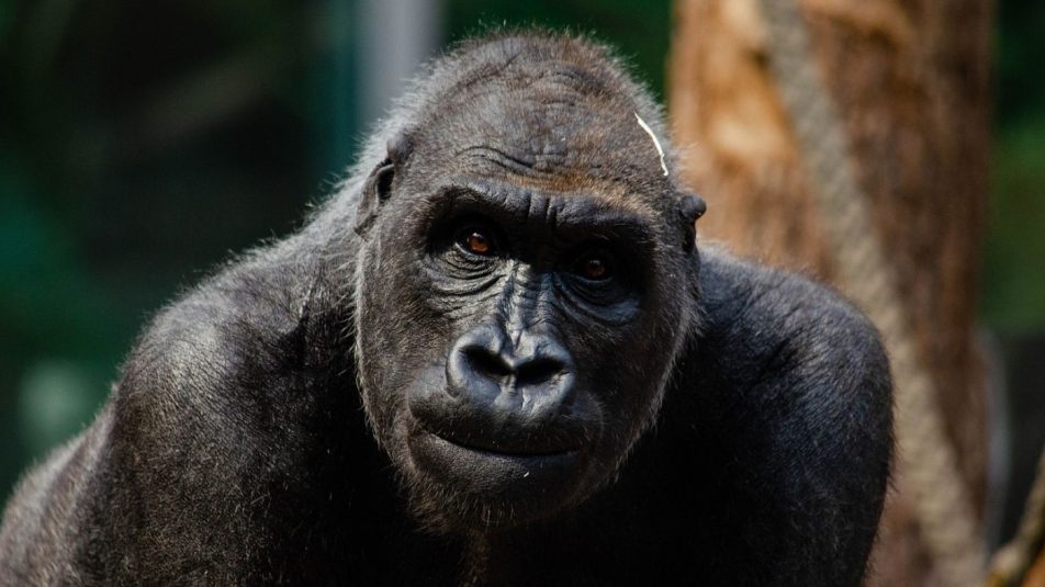 Őssejtterápiával kezelték a budapesti állatkert idős gorilláját