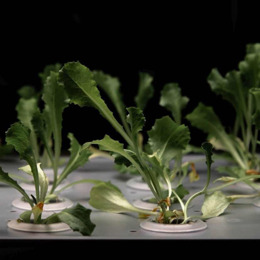MikroKert – növényi élelmiszerek a lakásban