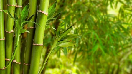 A bambusz, amely 120 évente egyszer virágzik
