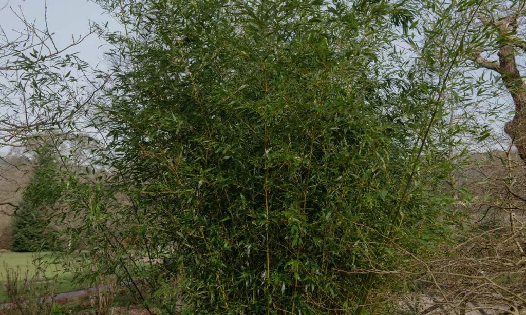 A következő hachiku bambuszvirágzás 2028-ban lenne esedékes, de három éve a botanikusok megdöbbentő felfedezést tettek. 