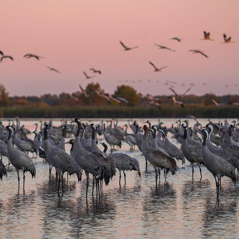 Őszi darulesekre várják a látogatókat a szegedi Fehér-tónál
