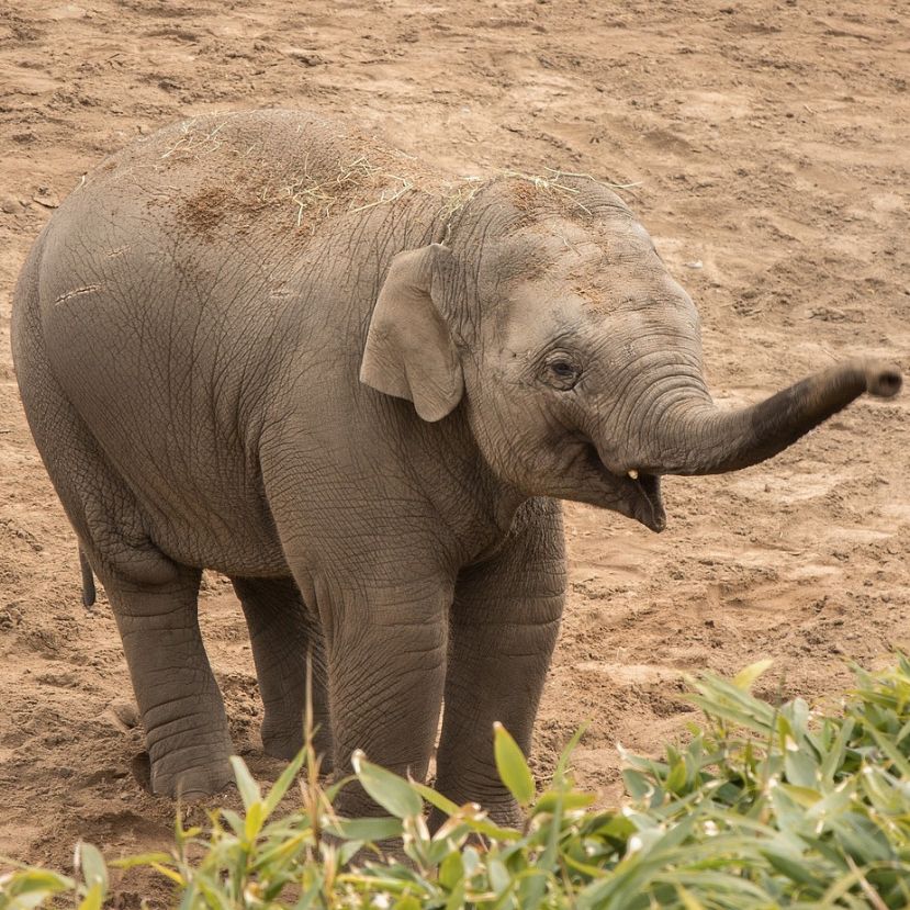Kukkoljon elefántokat a boldogsága érdekében