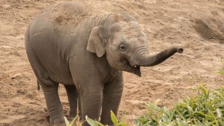 Kukkoljon elefántokat a boldogsága érdekében