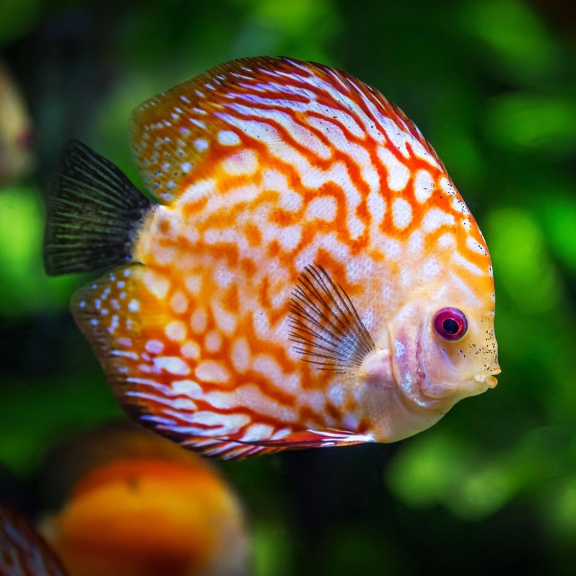 Meddig élnek az akváriumi halak?