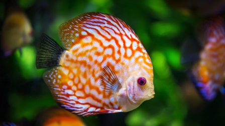 Meddig élnek az akváriumi halak?