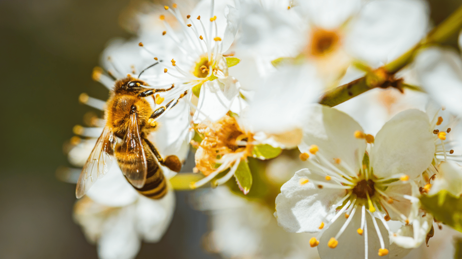 Mindannyian tehetünk a méhpusztulás megállításáért – Podcast