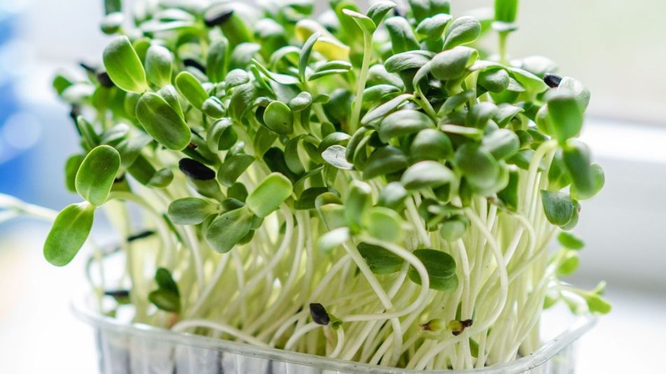Dubaiban különleges technológiával termesztenek zöldségeket