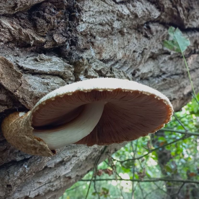 Különleges gombákkal találkozhatunk a marosi erdőkben