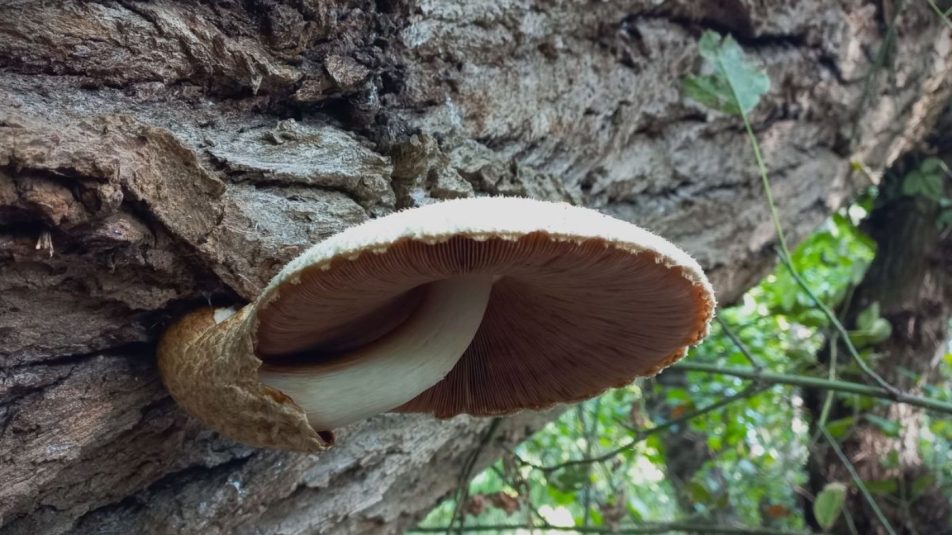 Különleges gombákkal találkozhatunk a marosi erdőkben