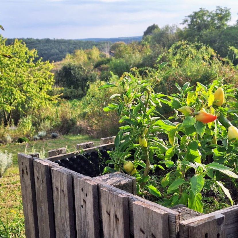 A paprika teleltetése – Mi a teendő?