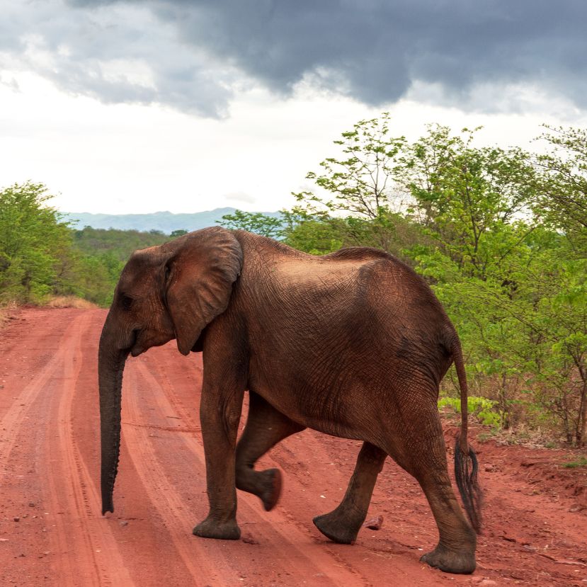 Evolúciós választ adnak az afrikai elefántok az orvvadászatra